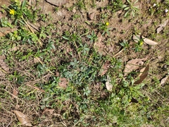 Potentilla kleiniana