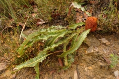 Banksia gardneri