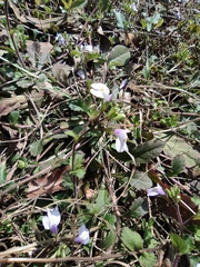 Mazus stachydifolius