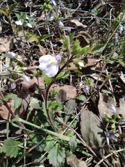 Mazus stachydifolius