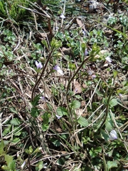 Mazus stachydifolius
