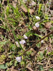 Mazus stachydifolius