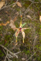 Caladenia plicata