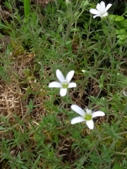 Arenaria grandiflora