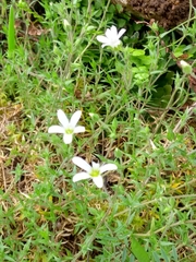 Arenaria grandiflora