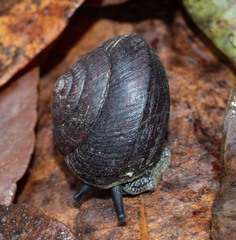 Pommerhelix mastersi