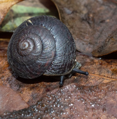 Pommerhelix mastersi