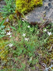 Arenaria grandiflora
