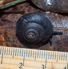Pommerhelix mastersi