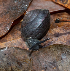 Pommerhelix mastersi