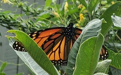 Danaus plexippus