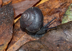 Pommerhelix mastersi