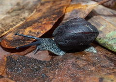 Pommerhelix mastersi