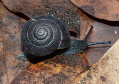 Pommerhelix mastersi