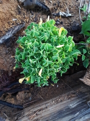 Oxalis suksdorfii