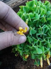 Oxalis suksdorfii