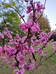Cercis chinensis