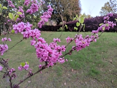 Cercis chinensis