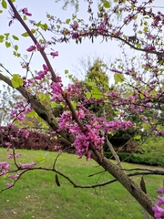 Cercis chinensis