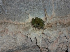 Craugastor decoratus