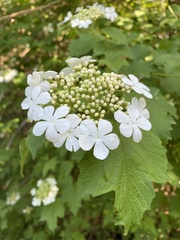 Viburnum opulus