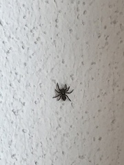 Pseudeuophrys lanigera