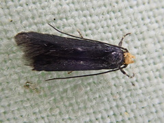 Spuleria flavicaput