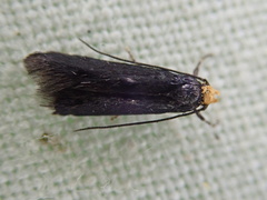 Spuleria flavicaput