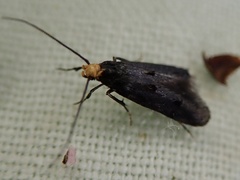 Spuleria flavicaput