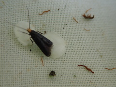 Spuleria flavicaput