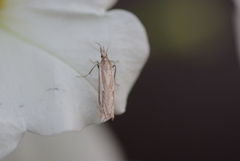 Crambus pratella