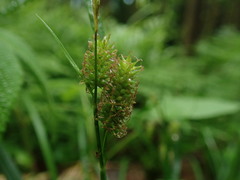 Carex japonica