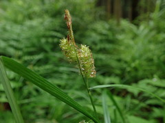 Carex japonica