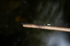 Sinosticta ogatai