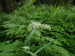 Carex japonica