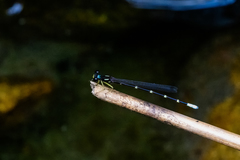 Sinosticta ogatai