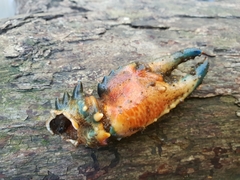 Euastacus australasiensis