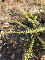 Salsola papillosa