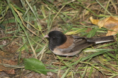 Junco hyemalis thurberi