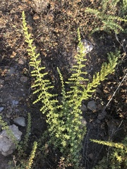Salsola papillosa