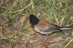 Junco hyemalis thurberi
