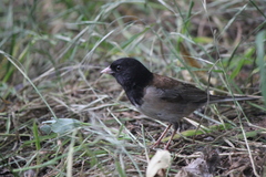 Junco hyemalis thurberi
