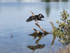 Anhinga novaehollandiae