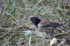 Junco hyemalis thurberi