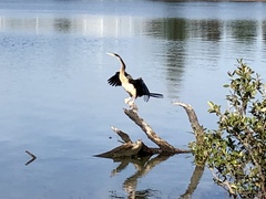 Anhinga novaehollandiae