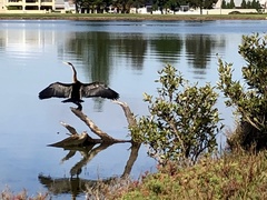 Anhinga novaehollandiae