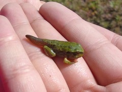 Gastrotheca riobambae