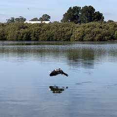 Anhinga novaehollandiae