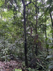 Calliandra haematomma