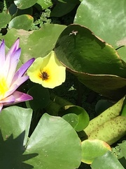 Nymphaea